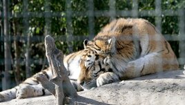 30 éves a Macskák - Niva, a szibériai tigris